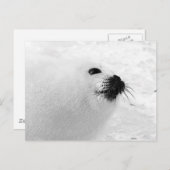 Carte Postale Sceau blanc (Devant / Derrière)