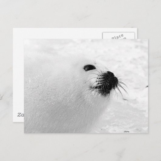 Carte Postale Sceau blanc (Devant / Derrière)