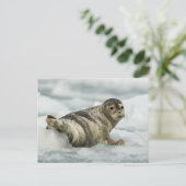 Carte Postale Sceau de bébé précieux (Debout devant)