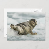 Carte Postale Sceau de bébé précieux (Devant / Derrière)