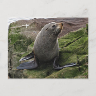 Carte Postale Sceau de fourrure sur rochers