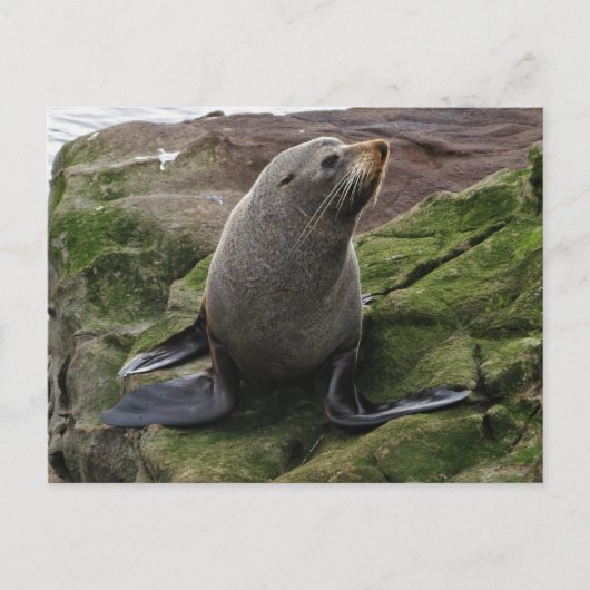 Carte Postale Sceau de fourrure sur rochers (Devant)
