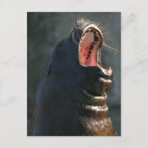Carte Postale Sceau de jaugeage