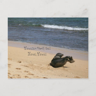 Carte Postale Sceau de moine hawaïen en voie de disparition Kaua