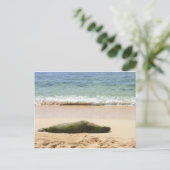 Carte Postale Sceau de moine relaxant (Debout devant)