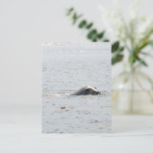 Carte Postale Sceau de natation (Debout devant)