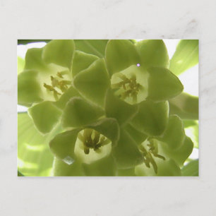 Carte Postale sceau de salomon