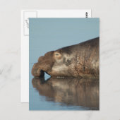 Carte Postale Sceau d'éléphant (Devant / Derrière)