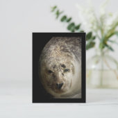 Carte Postale Sceau dormant (Debout devant)