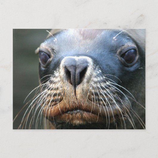 Carte postale Sceau humide (Devant)