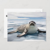 Carte Postale Sceau léopard sur glace (Devant / Derrière)