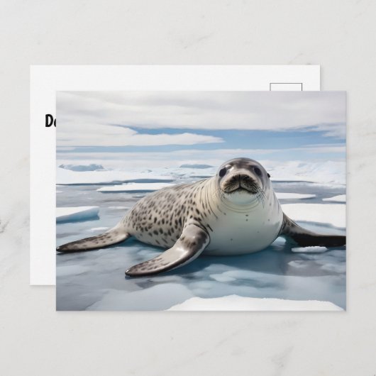 Carte Postale Sceau léopard sur glace (Devant / Derrière)