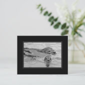 Carte Postale Sceau mère et son bébé phoque (Debout devant)