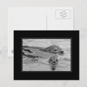 Carte Postale Sceau mère et son bébé phoque (Devant / Derrière)