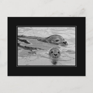 Carte Postale Sceau mère et son bébé phoque