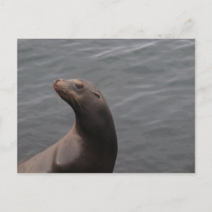 Carte Postale Sceau - Montery Bay CA