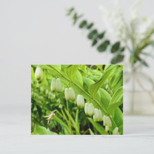 Carte Postale Sceau Solomons