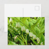 Carte Postale Sceau Solomons (Devant / Derrière)