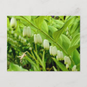 Carte Postale Sceau Solomons (Devant)