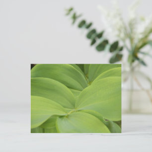 Carte Postale Sceau Solomons