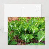 Carte Postale Sceau Solomons (Devant / Derrière)