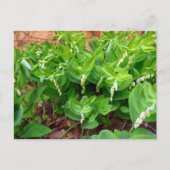 Carte Postale Sceau Solomons (Devant)