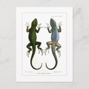 Carte Postale Sceloporus asper