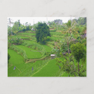 Carte Postale Scène Bali