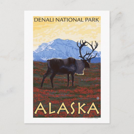 Carte Postale Scène Caribou - Parc national Denali, Alaska (Devant)
