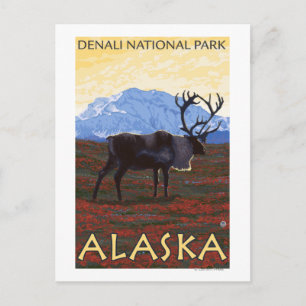Carte Postale Scène Caribou - Parc national Denali, Alaska