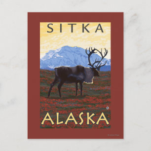 Carte Postale Scène Caribou - Sitka, Alaska
