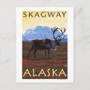 Carte Postale Scène Caribou - Skagway, Alaska