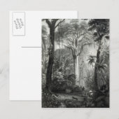 Carte Postale Scène dans une forêt brésilienne gravée par (Devant / Derrière)