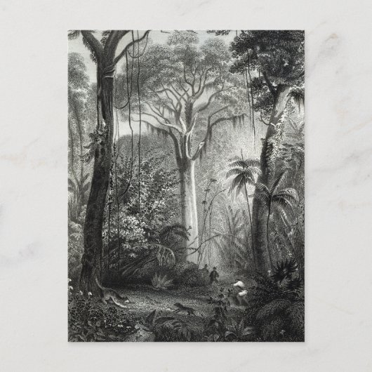 Carte Postale Scène dans une forêt brésilienne gravée par (Devant)