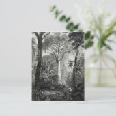 Carte Postale Scène dans une forêt brésilienne gravée par (Debout devant)