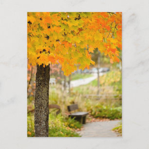 Carte Postale Scène d'automne