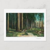 Carte Postale Scène de bois Eugène, OR (Devant)