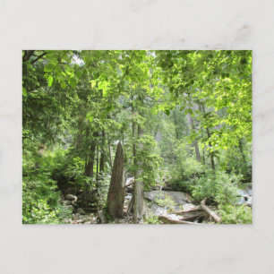 Carte Postale Scène de Forêt Verte Magique.
