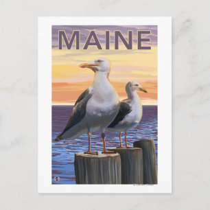 Carte Postale Scène de goélands du Maine