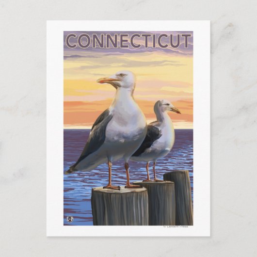 Carte Postale Scène de goélands marins du Connecticut (Devant)