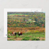 Carte Postale Scène de vache (Devant / Derrière)