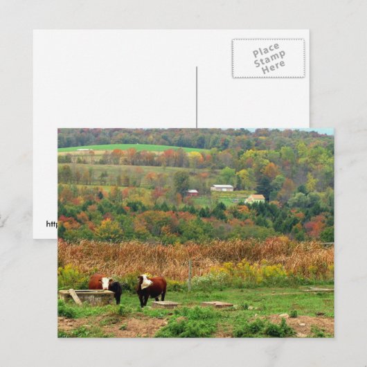 Carte Postale Scène de vache (Devant / Derrière)