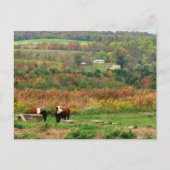 Carte Postale Scène de vache (Devant)