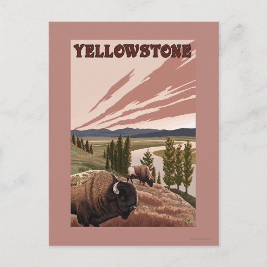 Carte Postale Scène de YellowstoneBison (Devant)