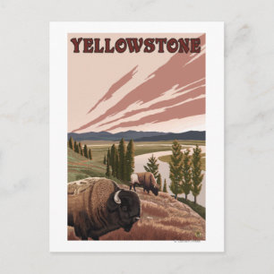 Carte Postale Scène de YellowstoneBison