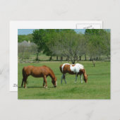 Carte Postale Scène des Chevaux (Devant / Derrière)