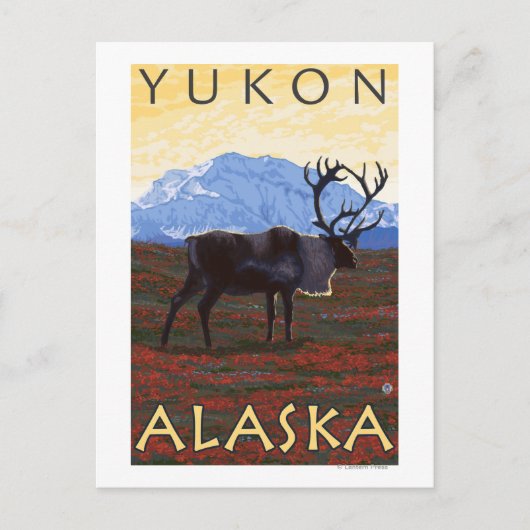Carte Postale Scène du caribou - Yukon, Alaska (Devant)