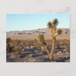 Carte Postale Scène du désert de Mojave 01