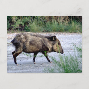Carte Postale Scène du désert du Chihuahuan 10 javelina