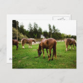 Carte Postale Scène du pâturage (Devant / Derrière)